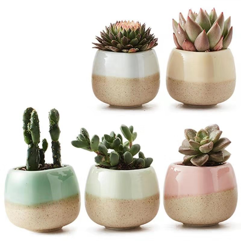 Succulent Thumb Pots