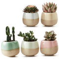 Succulent Thumb Pots